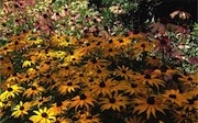 Planting with a swathe of Black eyed susan and Echinacea.